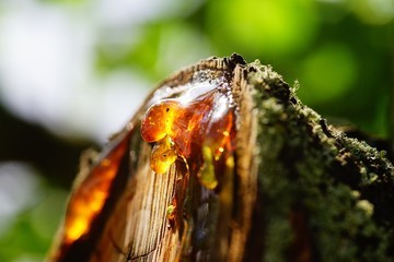 how to remove tree sap from car